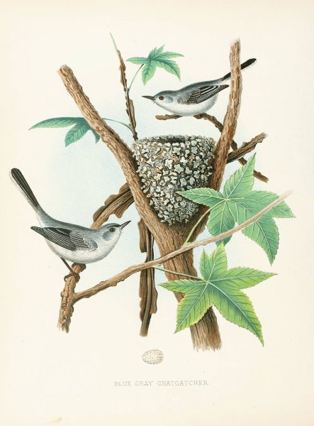Blue-Gray Gnatcatcher  by Edwin L. Sheppard - Hand-Painted Oil Painting Reproduction