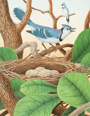 Blue Jay by Edwin L. Sheppard Oil Painting