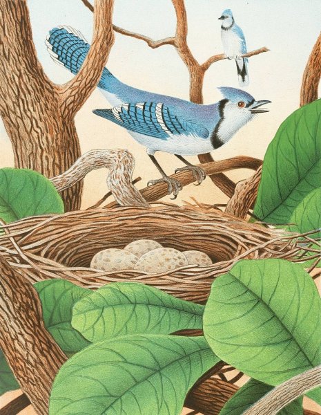 Blue Jay  by Edwin L. Sheppard - Hand-Painted Oil Painting Reproduction