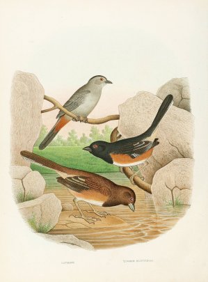 Catbird, Towhee Buntings by Edwin L. Sheppard Oil Painting