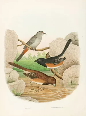 Catbird, Towhee Buntings by Edwin L. Sheppard Oil Painting