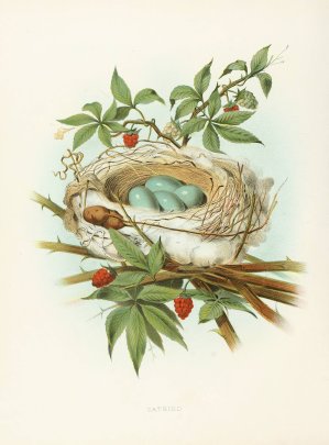 Catbird by Edwin L. Sheppard Oil Painting