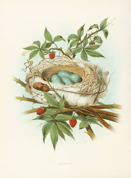 Catbird  by Edwin L. Sheppard - Hand-Painted Oil Painting Reproduction