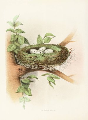 Cedar-Bird by Edwin L. Sheppard Oil Painting