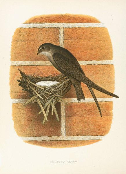 Chimney Swift  by Edwin L. Sheppard - Hand-Painted Oil Painting Reproduction
