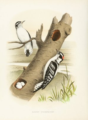 Downy Woodpecker by Edwin L. Sheppard Oil Painting