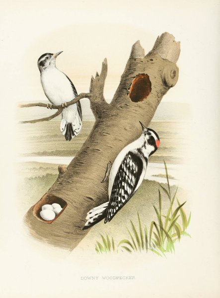 Downy Woodpecker  by Edwin L. Sheppard - Hand-Painted Oil Painting Reproduction
