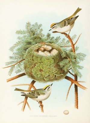 Golden-crowned Kinglet by Edwin L. Sheppard Oil Painting