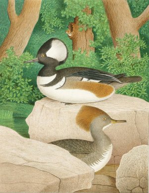 Hooded Sheldrake by Edwin L. Sheppard Oil Painting