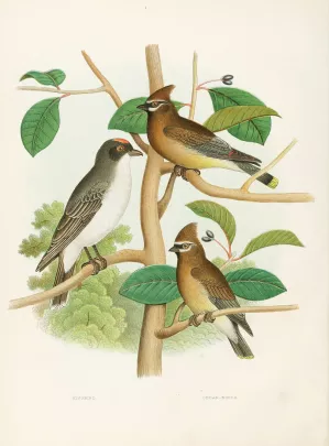 Kingbird, Cedar-birds Oil painting by Edwin L. Sheppard