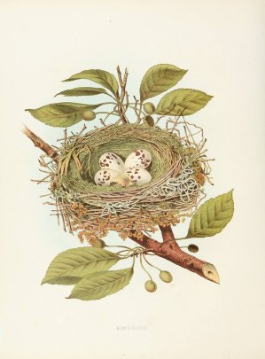 Kingbird by Edwin L. Sheppard Oil Painting