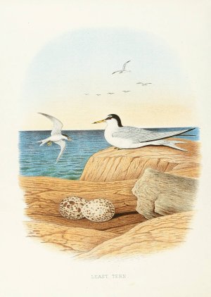 Least Tern by Edwin L. Sheppard Oil Painting