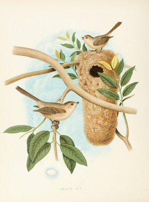 Least Tit by Edwin L. Sheppard Oil Painting