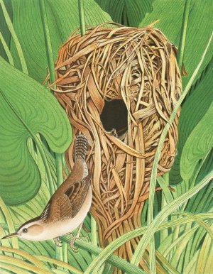 Long-billed Marsh Wren by Edwin L. Sheppard Oil Painting