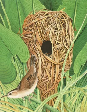 Long-billed Marsh Wren by Edwin L. Sheppard Oil Painting