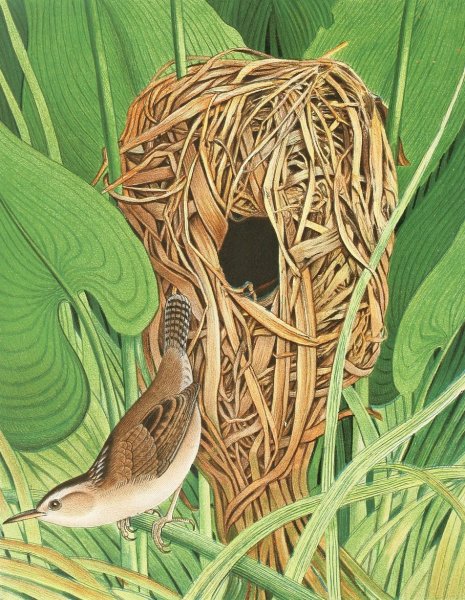 Long-billed Marsh Wren  by Edwin L. Sheppard - Hand-Painted Oil Painting Reproduction