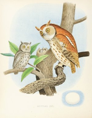 Mottled Owl by Edwin L. Sheppard Oil Painting