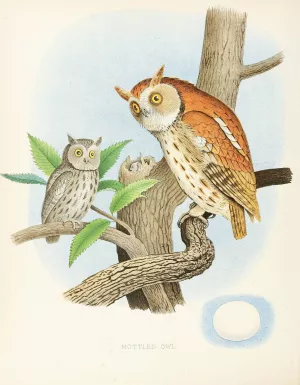 Mottled Owl Oil painting by Edwin L. Sheppard