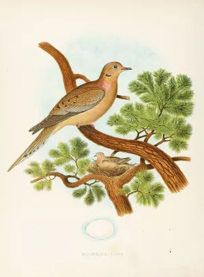 Mourning Dove by Edwin L. Sheppard Oil Painting