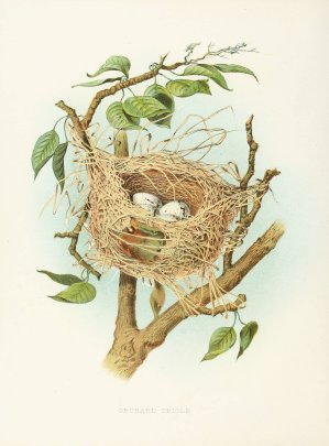 Orchard Oriole by Edwin L. Sheppard Oil Painting