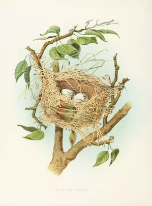 Orchard Oriole by Edwin L. Sheppard Oil Painting
