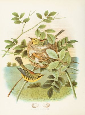 Prairie Warbler by Edwin L. Sheppard Oil Painting