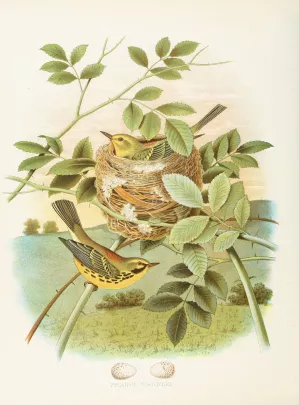 Prairie Warbler by Edwin L. Sheppard Oil Painting