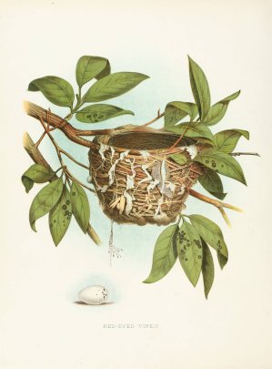 Red-Eyed Vireo by Edwin L. Sheppard Oil Painting
