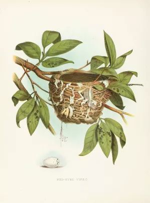 Red-Eyed Vireo by Edwin L. Sheppard Oil Painting