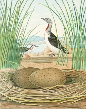 Red-Throated Diver by Edwin L. Sheppard Oil Painting