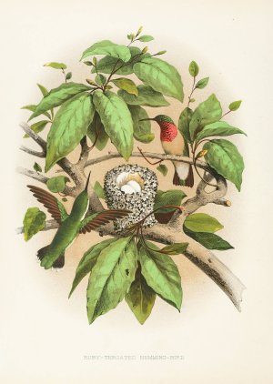 Ruby-throated Humming-bird by Edwin L. Sheppard Oil Painting