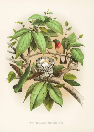 Ruby-throated Humming-bird Oil painting by Edwin L. Sheppard