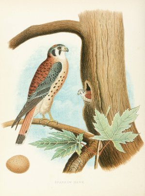 Sparrow Hawk by Edwin L. Sheppard Oil Painting