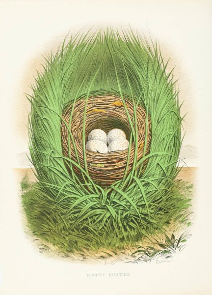Towhee Bunting  by Edwin L. Sheppard - Hand-Painted Oil Painting Reproduction