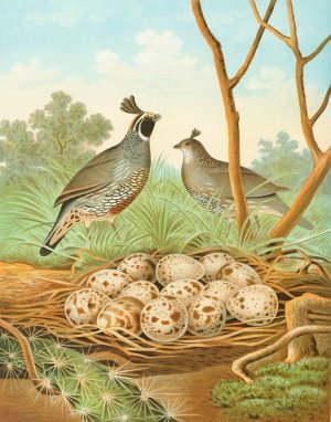 Valley Quail of California by Edwin L. Sheppard Oil Painting