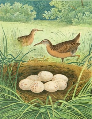 Virginia Rail by Edwin L. Sheppard Oil Painting