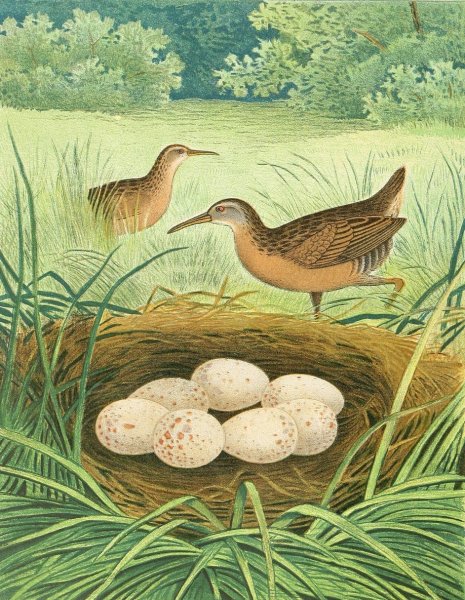 Virginia Rail  by Edwin L. Sheppard - Hand-Painted Oil Painting Reproduction