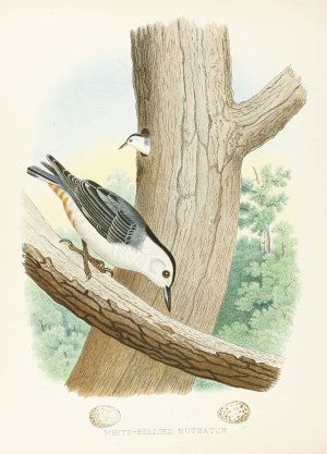 White-Bellied Nuthatch by Edwin L. Sheppard Oil Painting