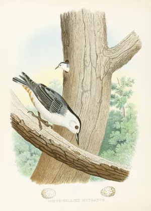 White-Bellied Nuthatch by Edwin L. Sheppard Oil Painting
