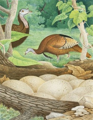 Wild Turkey by Edwin L. Sheppard Oil Painting