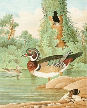 Wood Duck by Edwin L. Sheppard Oil Painting