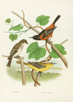 Wood Pewee, Orchard Oriole by Edwin L. Sheppard Oil Painting