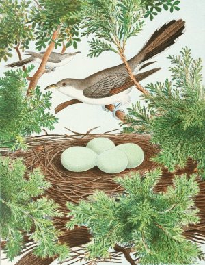 Yellow-Billed Cuckoo by Edwin L. Sheppard Oil Painting
