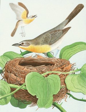 Yellow-Breasted Chat by Edwin L. Sheppard Oil Painting