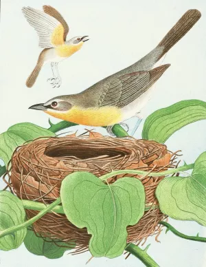 Yellow-Breasted Chat Oil painting by Edwin L. Sheppard