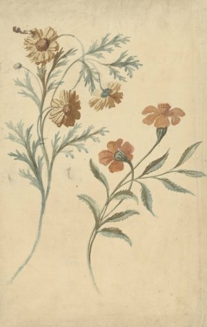 Bloemstudie van een rode en een bruine bloem by Elias Van Nijmegen Oil Painting