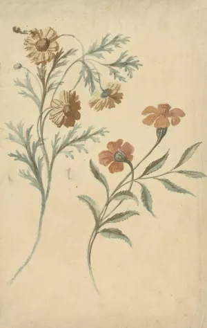 Bloemstudie van een rode en een bruine bloem by Elias Van Nijmegen Oil Painting