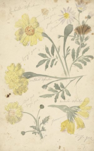 Bloemstudies van afrikaantjes by Elias Van Nijmegen Oil Painting