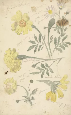 Bloemstudies van afrikaantjes by Elias Van Nijmegen Oil Painting