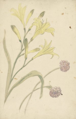Bloemstudies van een gele lelie en een bloeiende ui by Elias Van Nijmegen Oil Painting